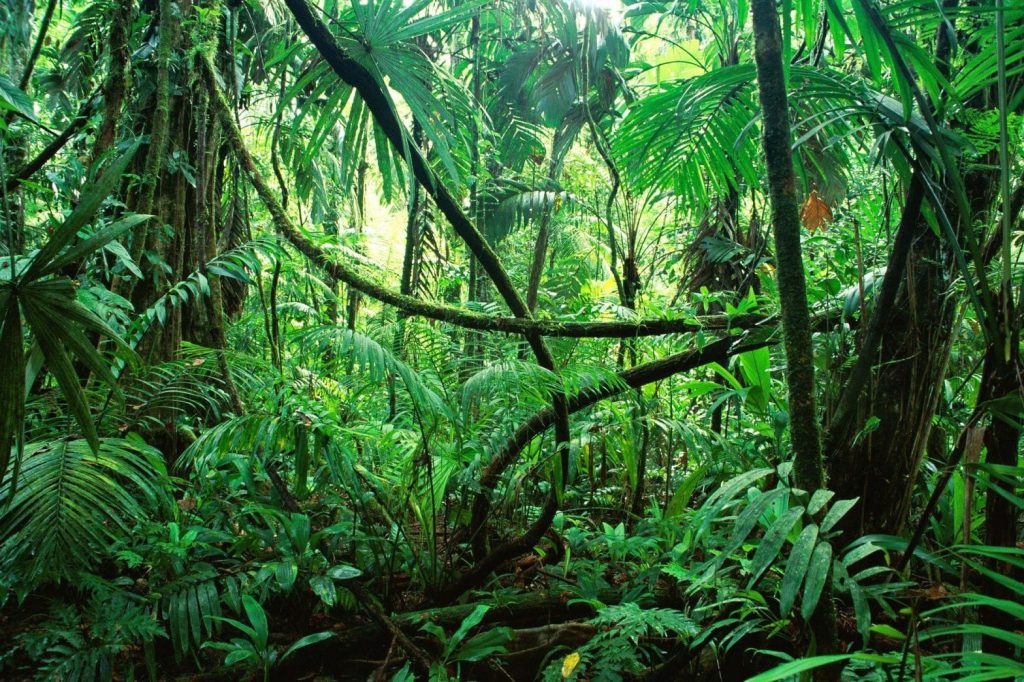 Immagine di una giungla
